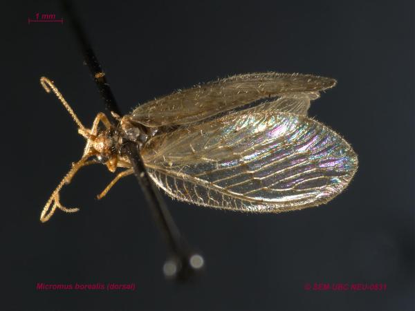 Photo of Micromus borealis by Spencer Entomological Museum